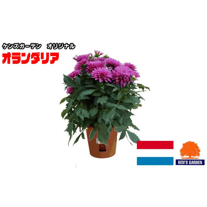 オランダリア　6号鉢（ピンク系） 植物 花 