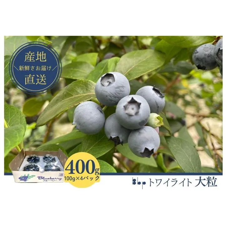 【先行予約】フレッシュブルーベリー（トワイライト大粒　100g×4） 果物 フルーツ 国産フルーツ 朝摘みブルーベリー 上品な香り 国産ブルーベリー 