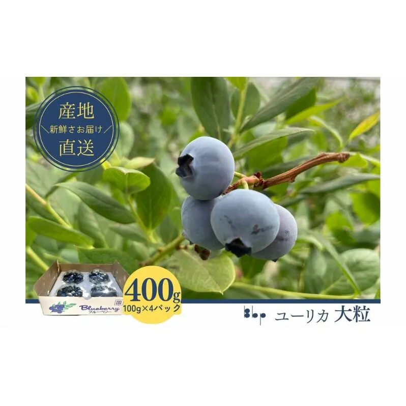 【先行予約】フレッシュブルーベリー　(ユーリカ大粒100g×4） 果物 フルーツ 国産フルーツ 朝摘みブルーベリー 