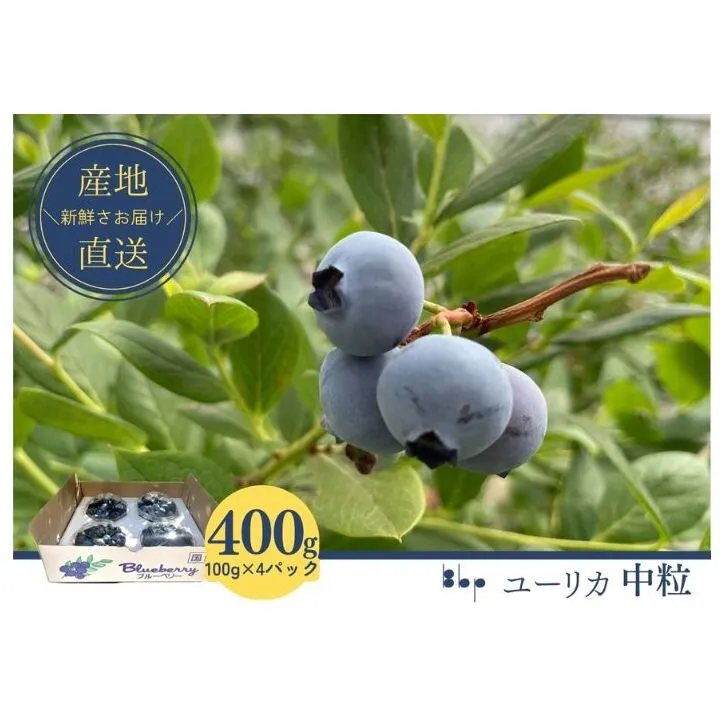 【先行予約】フレッシュブルーベリー　(ユーリカ中粒100g×4） 果物 フルーツ 国産フルーツ 朝摘みブルーベリー 