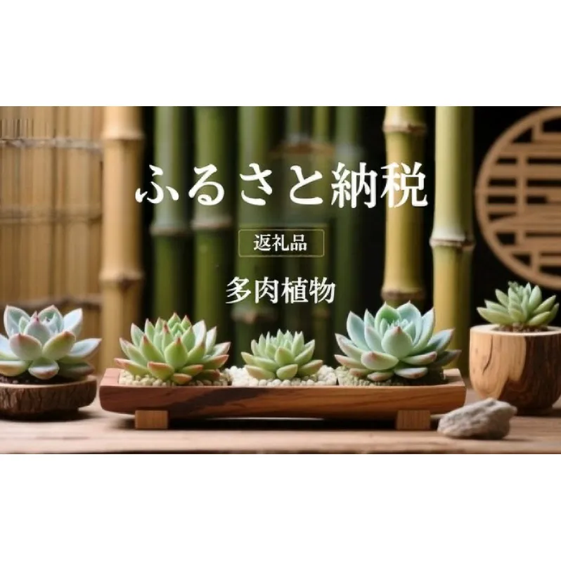 【ふるさと納税】多肉植物 エケベリア セダム おまかせ128苗セット 2.8cmポット 切苗 詰め合わせ 癒しのおしゃれインテリア 観葉植物 ガーデニング ミニグリーン 千葉県 成田市