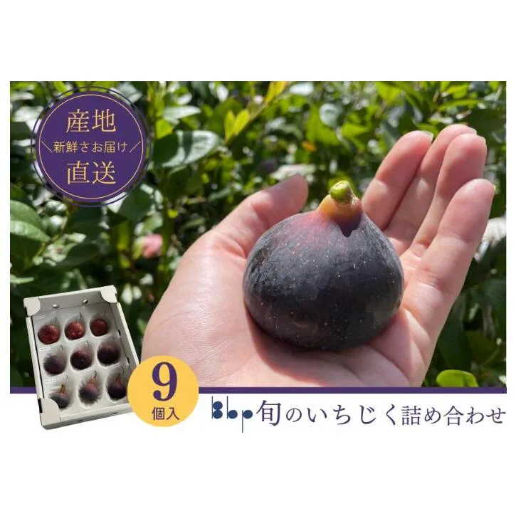 旬のいちじく詰め合わせ　 9個入り　果物 フルーツ 国産フルーツ イチジク ビオレドーフィン ビオレソリエス 産地直送 詰合せ 食べ比べ 千葉県 成田市