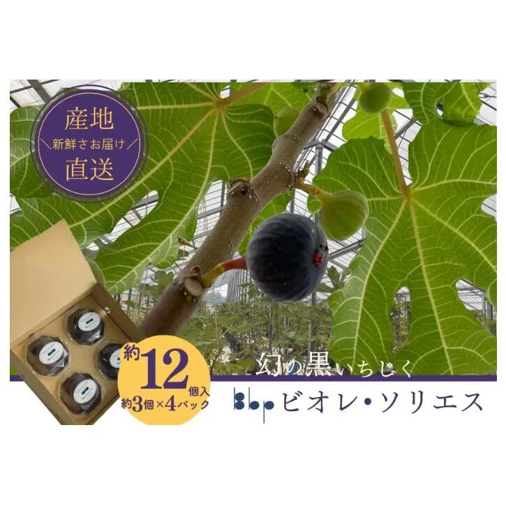ビオレ・ソリエス 約12個入り（約3個×4パック） 果物 フルーツ 国産フルーツ イチジク ビオレソリエス 黒いちじく 希少品種 産地直送 千葉県 成田市