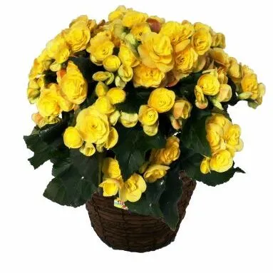 バラ咲ベゴニア　イエローストーン　5号鉢 植物 花 お花 