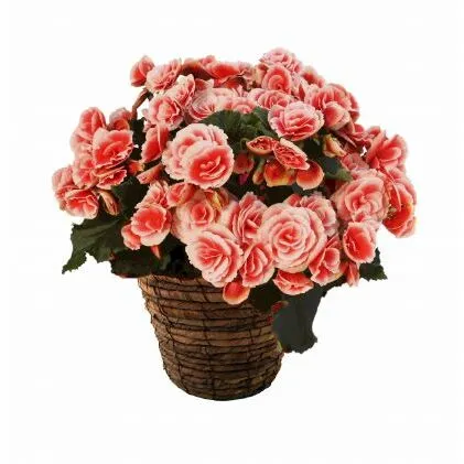 バラ咲ベゴニア　ボリアス　5号鉢 植物 花 お花 