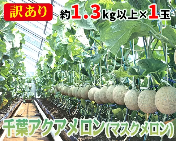 No.061 【約1.3kg以上×1玉】訳あり千葉アクアメロン（マスクメロン）大玉