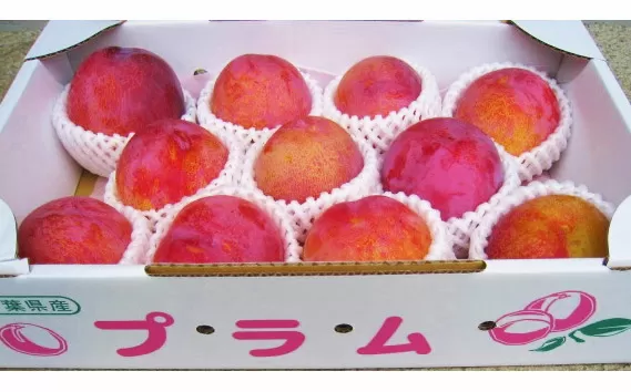 No.090 プラム（ソルダム）約3kg