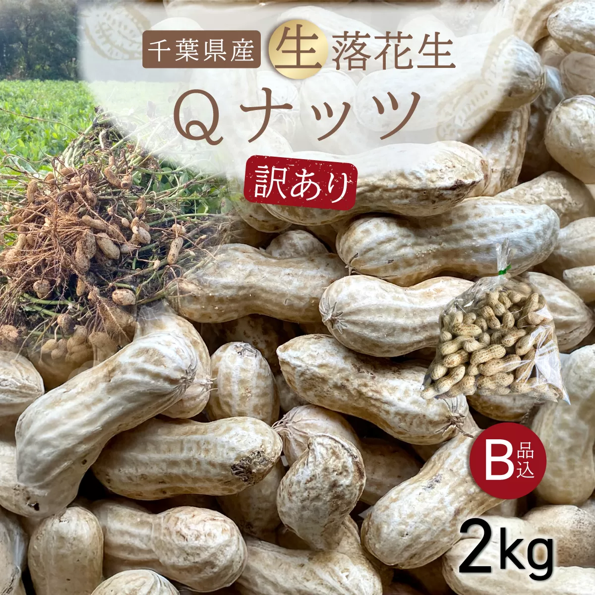 【先行受付・9月上旬より順次発送！】【訳あり】Qナッツ 生落花生 2kg ／ふるさと納税 落花生 生 生落花生 Qナッツ Qなっつ 新品種 希少  訳あり 訳アリ 家庭用 お徳用 旬 季節限定 あっさり 香ばしい 甘い 塩ゆで おやつ おつまみ 千葉県 山武市 SMAH016