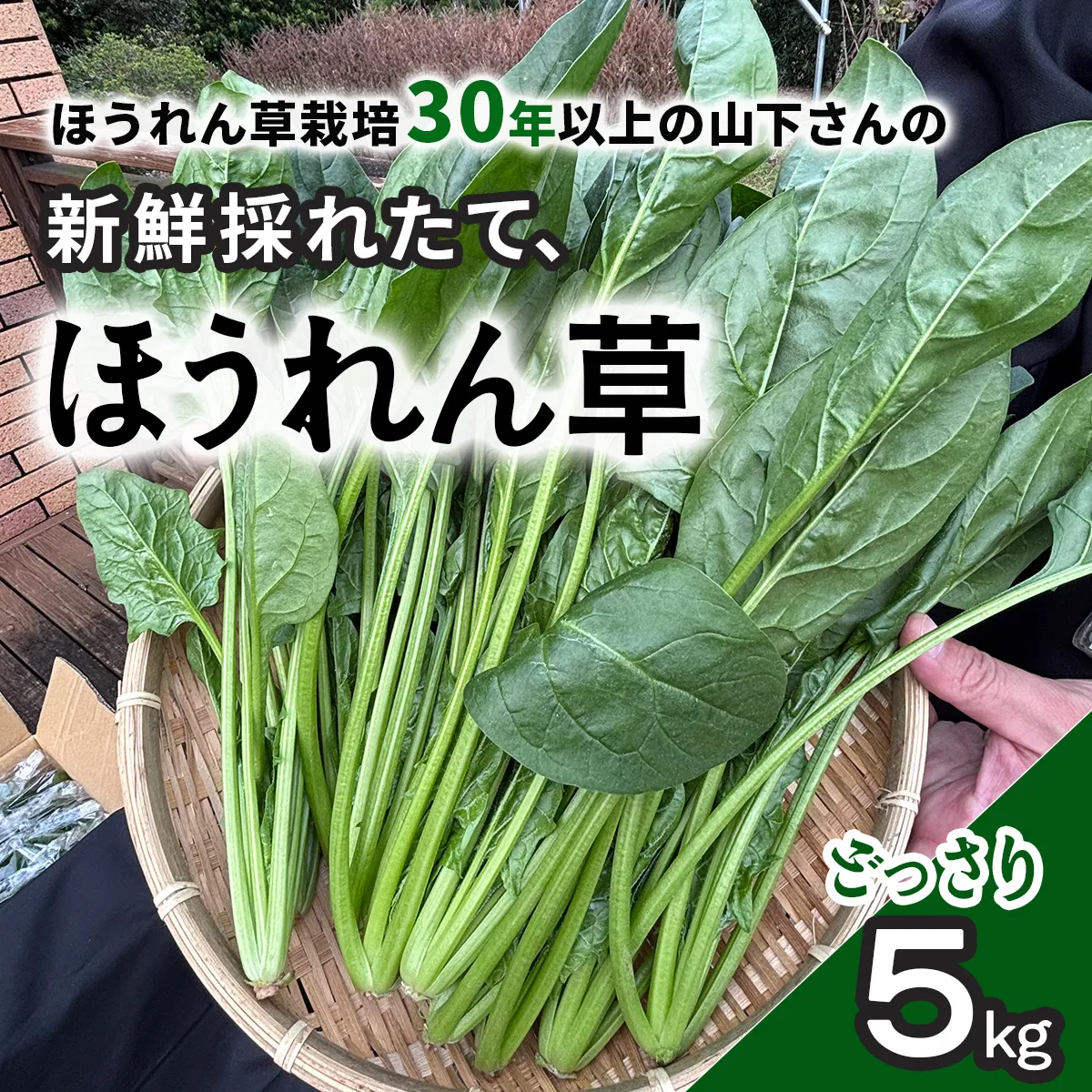 【11月上旬～３月下旬発送】ほうれん草栽培30年以上の山下さんの新鮮採れたて、ほうれん草！ どっさり 5kg 　　SMCX001
