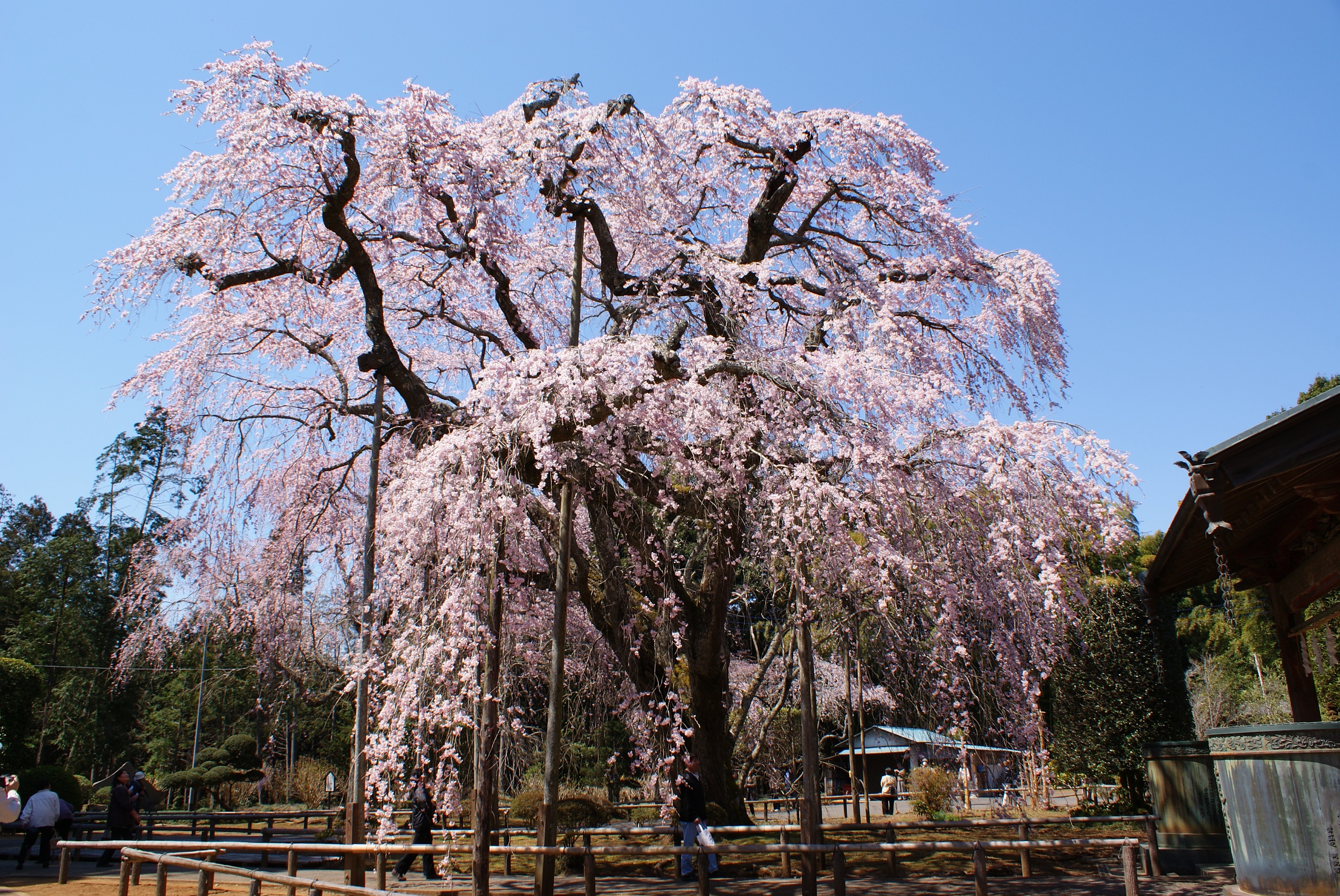 しだれ桜