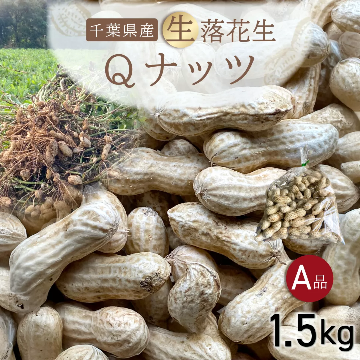 【先行受付・9月上旬より順次発送！】Qナッツ 生落花生 1.5kg  ／ふるさと納税 落花生 生 生落花生 Qナッツ Qなっつ A品 新品種 希少 旬 季節限定 あっさり 香ばしい 甘い 塩ゆで おやつ おつまみ 千葉県 山武市 SMAH014