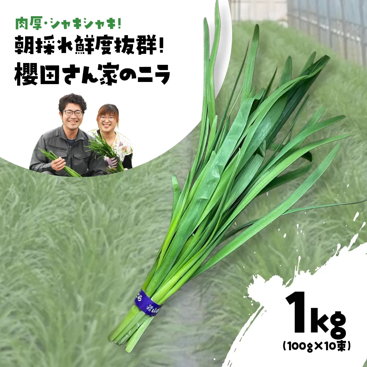 【先行予約】【12月から発送】肉厚・シャキシャキ! 朝採れ鮮度抜群! 櫻田さん家のニラ 1kg(100g×10束) SMCS001