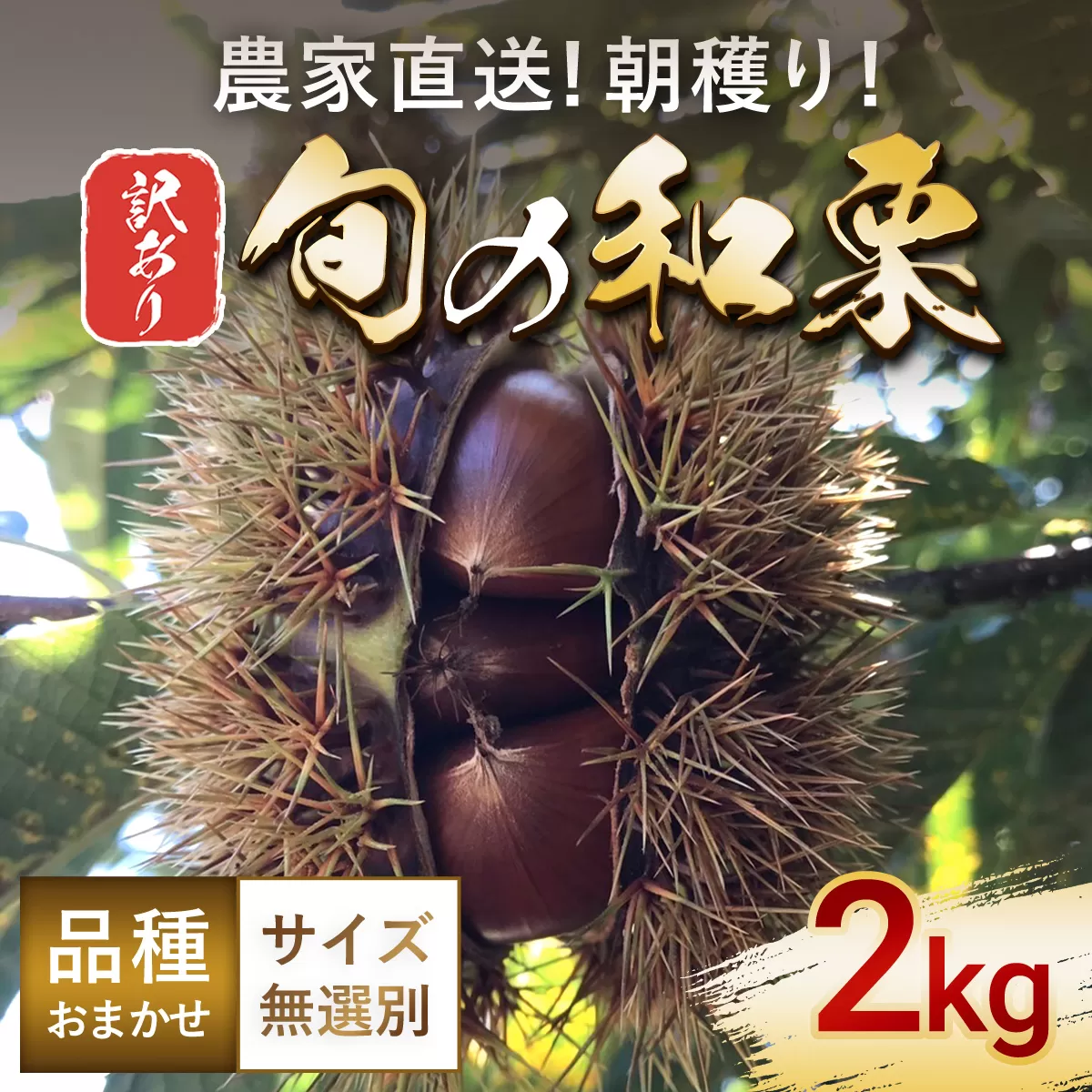 【先行予約 9月上旬から順次発送予定】【訳あり】旬の和栗 2kg サイズ無選別 品種おまかせ 朝穫り 農家直送 AU002