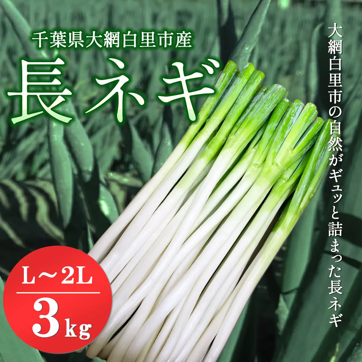 ★先行予約★【2025年12月発送開始予定】千葉県大網白里市産　長ネギ　L～2Lサイズ　3㎏（約18本～27本）AV002