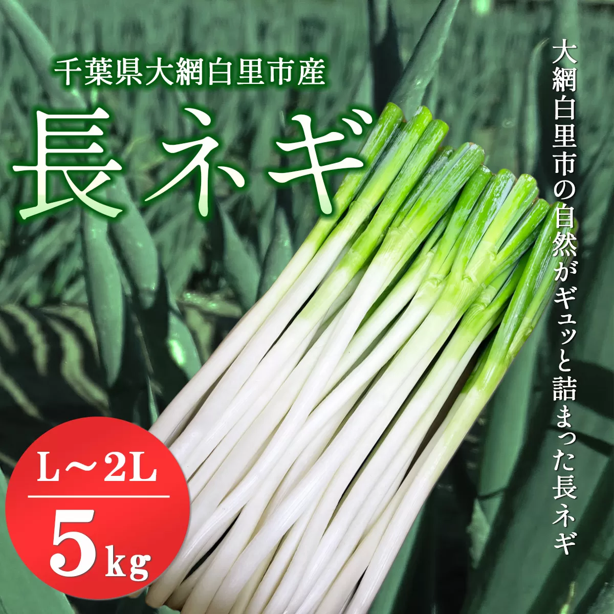 ★先行予約★【2025年12月発送開始予定】千葉県大網白里市産　長ネギ　L～2Lサイズ　5㎏（約30本～45本） AV001