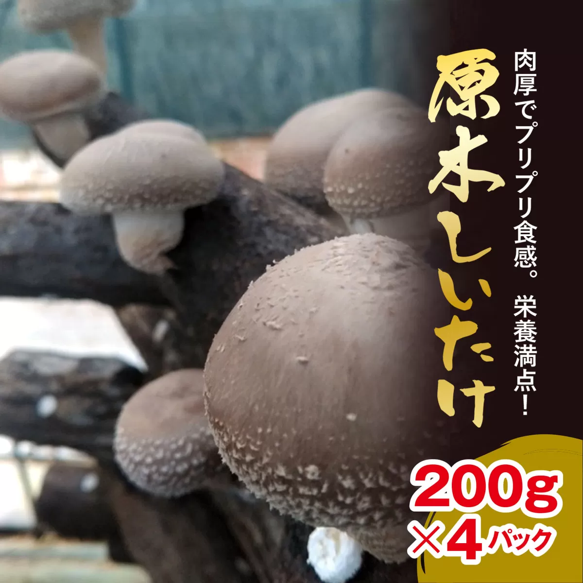 【先行予約 11月中旬から順次発送】原木しいたけ 200ｇ×4パック AU003
