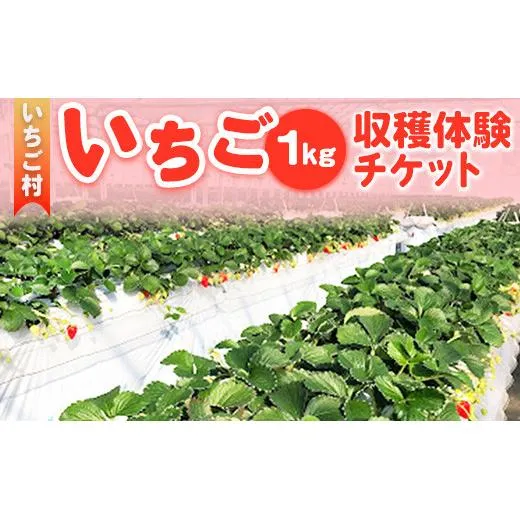 いちご村　いちご（1kg）収穫体験チケット（ビニールハウス内では食べられません） 13ｰ36
