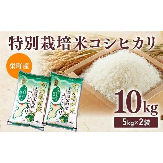 令和8年産米(数量限定)栄町産 特別栽培米 コシヒカリ10kg(5kg袋×2)ちば緑耕舎 ※2026年10月~発送 19-1|令和8年産 白米 精米 お米 コメ ごはん お弁当 おにぎり 人気 おすすめ