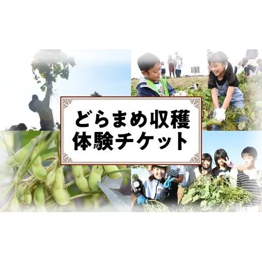どらまめ収穫体験チケット（一区画、20メートル分）（新米）栄町産特別栽培米コシヒカリ5kg1袋付き 40ｰ39 ◇ ※2026年10月～発送
