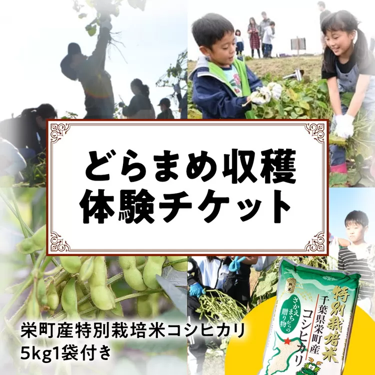 30-39 どらまめ収穫体験チケット（一区画、20メートル分）（新米）栄町産特別栽培米コシヒカリ5kg1袋付き ※沖縄・離島への配送不可 ※2025年10月以降順次発送予定