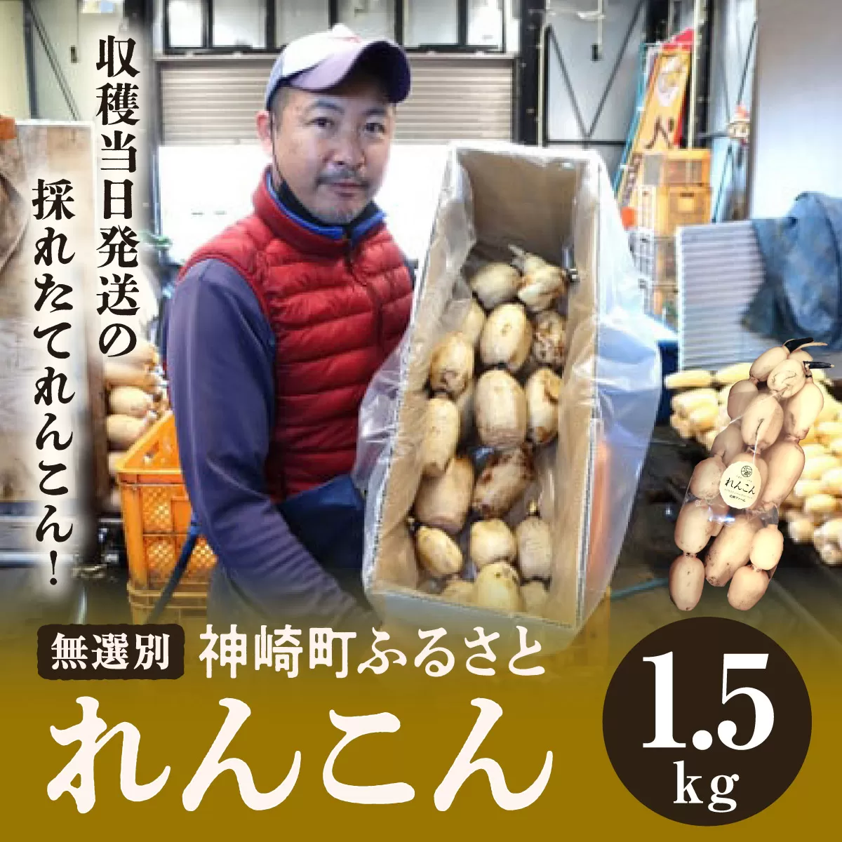 千葉県れんこん部門注文数最上位達成！【訳あり】無選別 神崎町ふるさと れんこん（1.5kg）（※4～7月受付分は8月以降順次発送）[013-a008]【千葉県 神崎町 ふるさと納税】