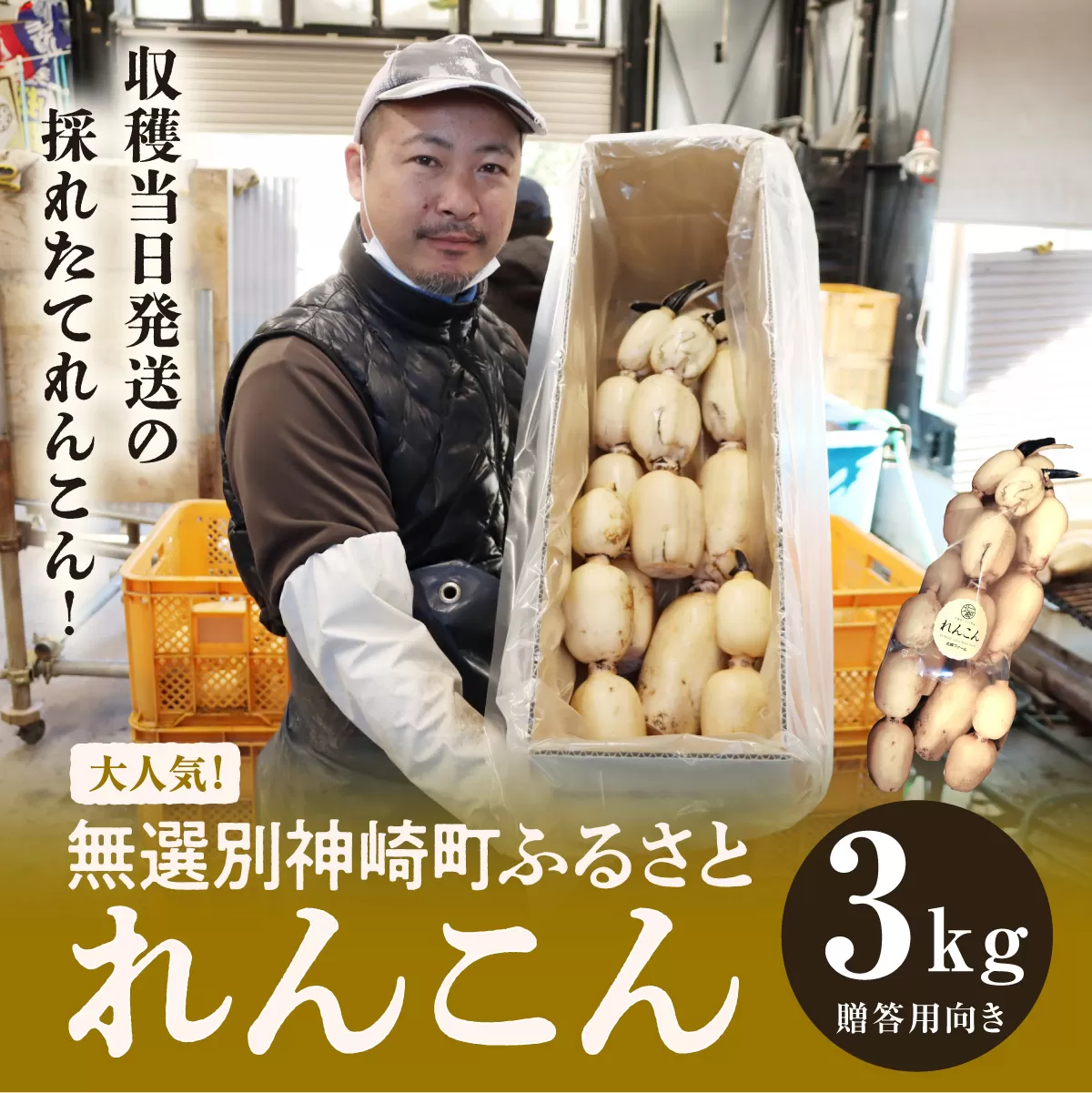 大人気！神崎町ふるさと れんこん （3kg）（※4～7月受付分は8月以降順次発送）[013-a007]【千葉県 神崎町 ふるさと納税】