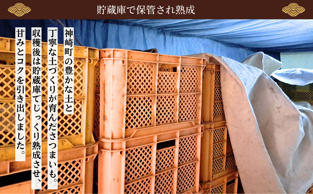 先行予約＞ 神崎町産 べにはるか さつまいも 3kg【洗い・M～Sサイズ