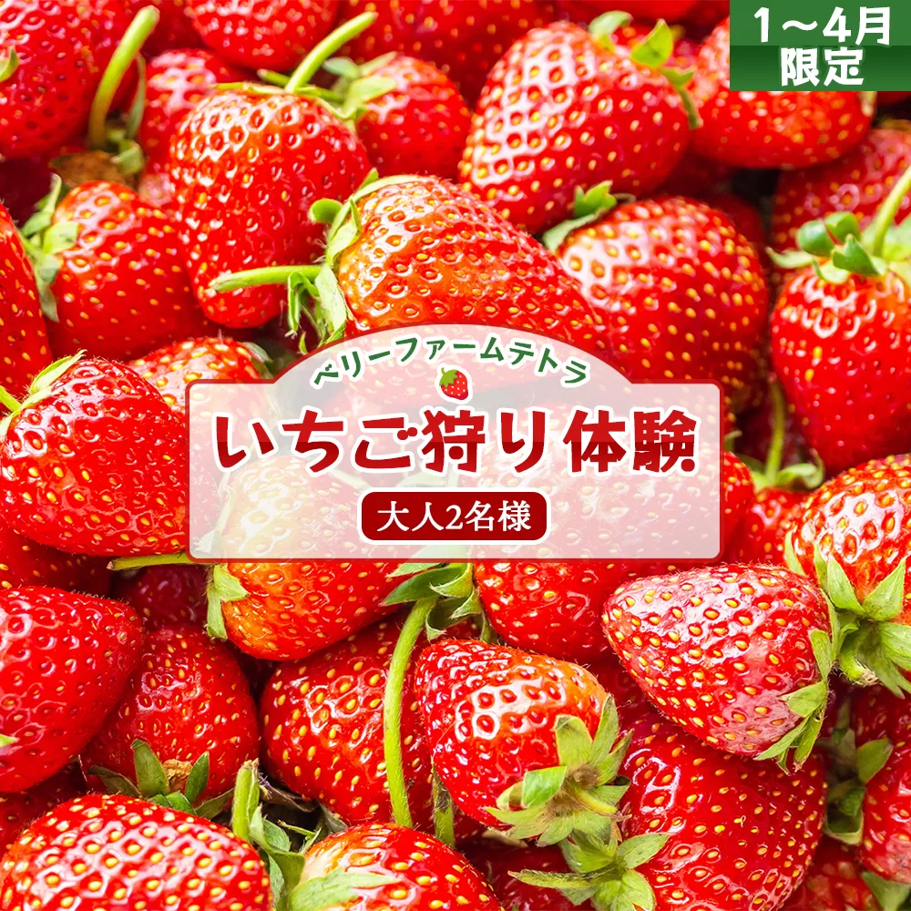 【1〜4月限定】甘くてジューシー！ベリーファームテトラのいちご狩り体験（大人2名）[020-a001]【千葉県 神崎町 ふるさと納税】