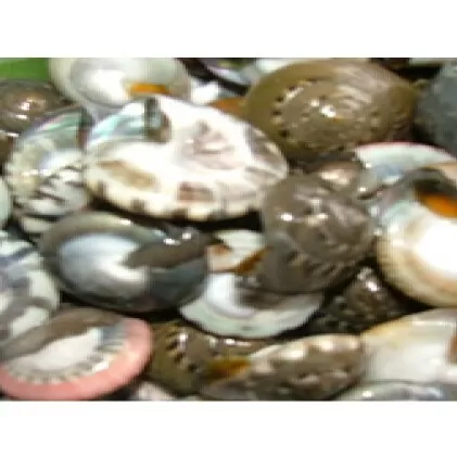 珍味 ながらみ 貝 1kg ボイル 海鮮 海産物 海の幸 魚介 魚介類 水産 水産物 おかず 惣菜 おつまみ つまみ 酒の肴 国産 産地直送 冷凍 冷凍配送 千葉県 九十九里 九十九里町