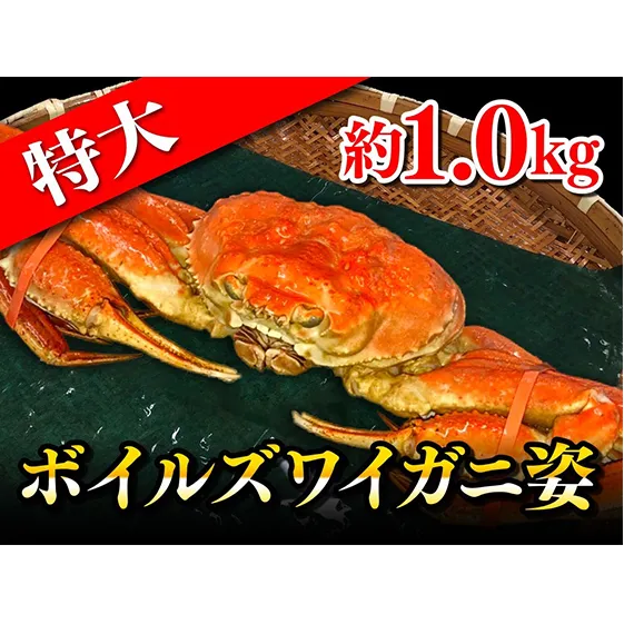 特大ボイルズワイガニ姿　約1.0kg ずわい蟹 ずわいガニ 蟹 カニ 