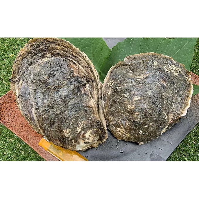 牡蠣 職人漁師が採る最高級天然 茂牡蠣 7月～8月採れ 1個1kg以上サイズ 岩牡蠣 生牡蠣 貝 海鮮 魚介 魚介類 かき 