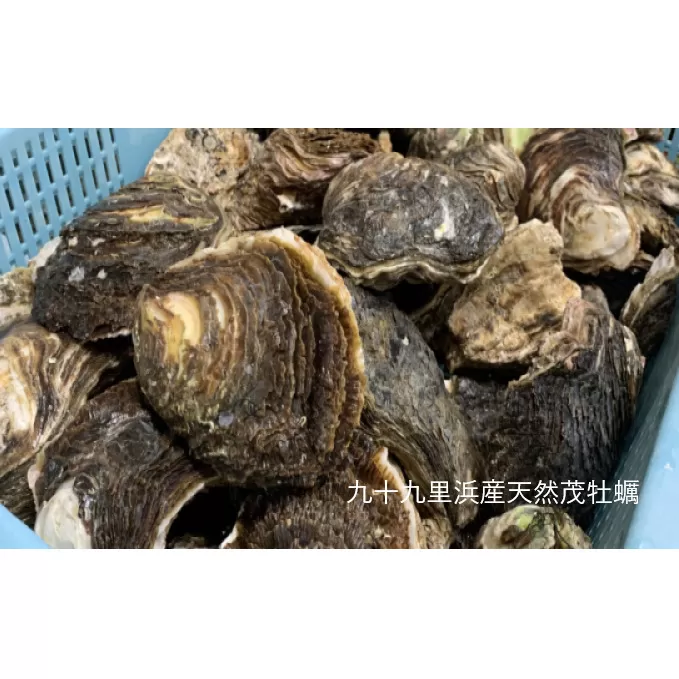 職人漁師が採る天然"茂牡蠣”小中サイズセット4kg（合わせて12～14個） 魚貝類 生牡蠣 かき カキ 