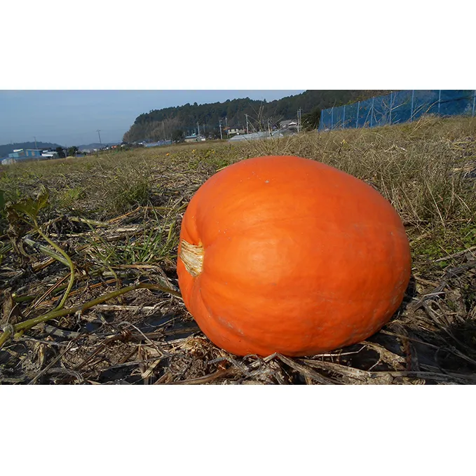 ハロウィン向けかぼちゃ　10kg未満