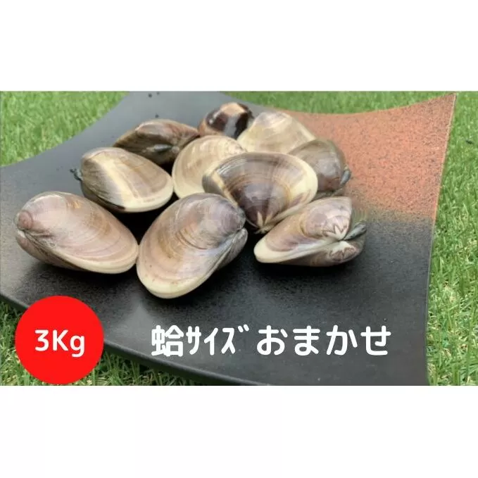 地元漁師が厳選！”天然蛤”ご注文時お勧めサイズお任せセット3kg入り 海鮮 魚介類 魚貝類 貝 はまぐり たっぷり 3kg 