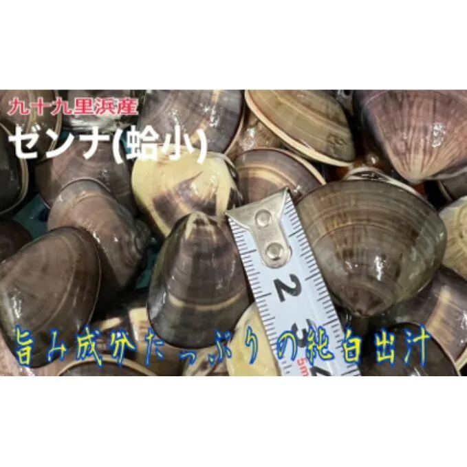 うま味が濃い純白出汁の天然”ゼンナ”冷凍（蛤小）3kg入り 魚貝類 旨み 濃厚な出汁 天然はまぐり 身が厚い 甘み 貝 海の幸 海鮮 国産 九十九里浜産 