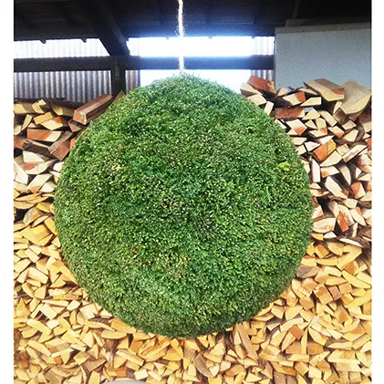 杉玉・酒林　直径約30cm インテリア グリーンアイテム リビング お店 店舗 玄関 庭先 植物 緑 球形 丸 