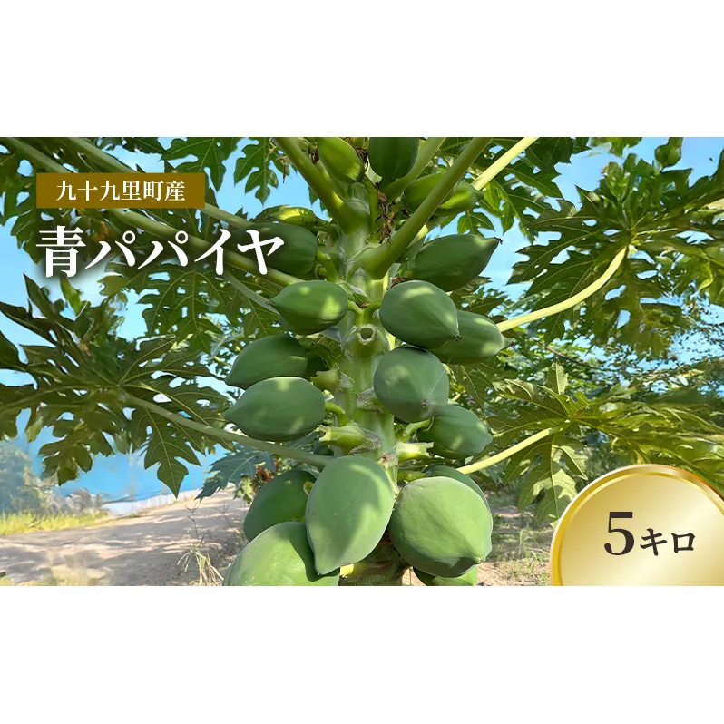 九十九里町産 青パパイヤ 5キロ 果物 フルーツ 野菜 パパイヤ サラダ ソムタム 炒め物 天ぷら パパイン ポリフェノール ビタミンC ダイエット 千葉県 九十九里町