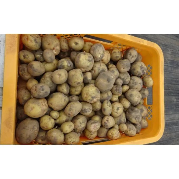まなびファーム 令和8年産じゃがいも2.2kg 野菜 根菜 国産 新じゃがいも ジャガイモ きたあかり 新じゃが ポテト 食材 九十九里町 千葉県
