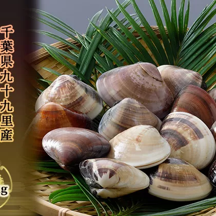はまぐり 千葉県九十九里産 活きはまぐり 1.3kg 蛤  ハマグリ 貝 海鮮 魚介 魚介類 