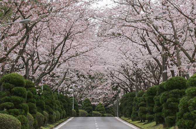 房総カントリークラブの桜並木