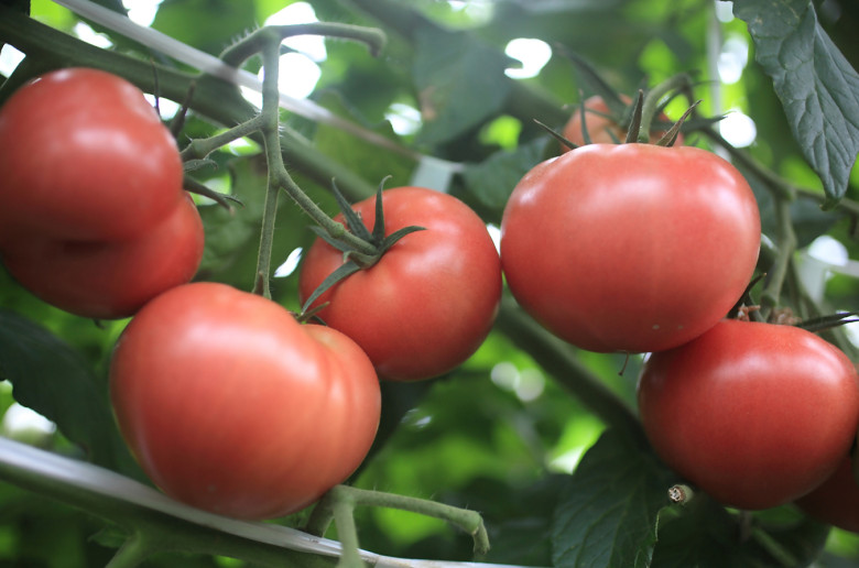 おいしい藤沢産トマト～県内トップクラスの生産量～