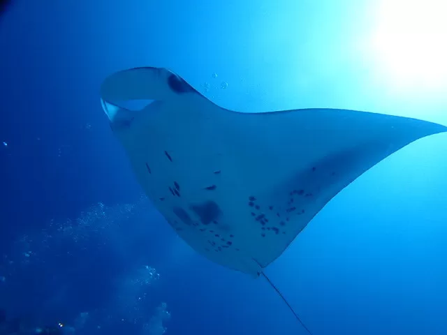 ＰＡＤＩアドバンスコース