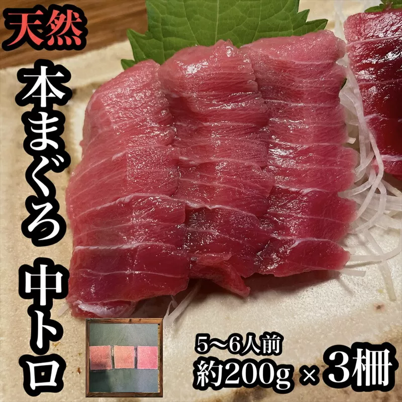 貴重な天然本鮪 中トロ 約200g 3柵　5 6人前●くどくない上質な脂が美味しい！【とろ マグロ 惣菜 海鮮 お取り寄せ 御中元 お中元 お歳暮 父の日 母の日 贈り物 日本酒 焼酎】【神奈川県小田原市早川】
