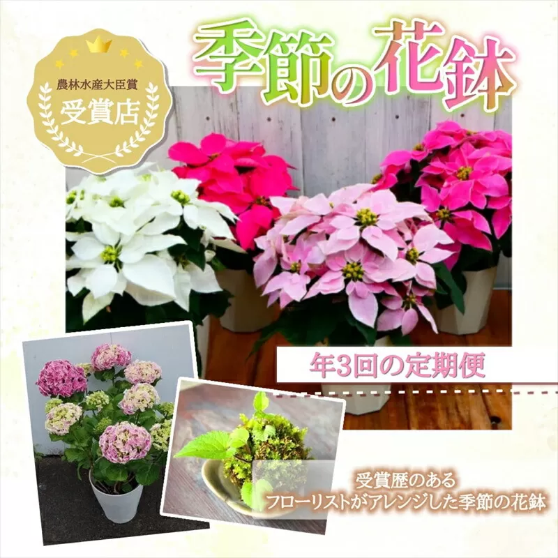 【定期便年3回　季節の花鉢】農林水産大臣賞を受賞したフローリストがアレンジする 季節を知らせる花鉢【 花 お花 神奈川県 小田原市 】