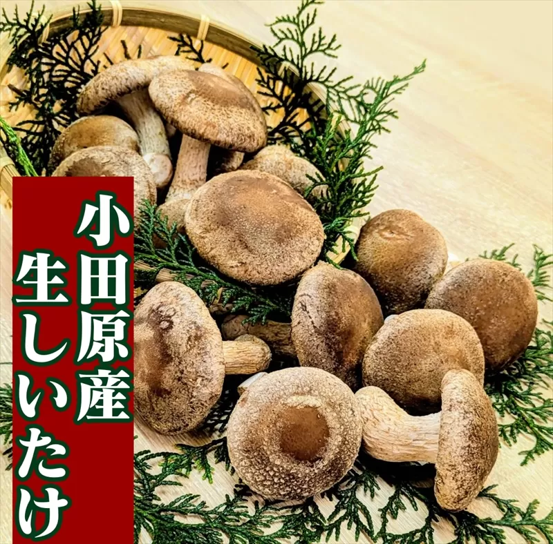 小田原産高級しいたけ「海の香・山の香」　　香り高く肉厚でみずみずしい　　500ｇお届け【 野菜 きのこ キノコ 茸 シイタケ しいたけ 贈答用 ご家庭でおすそ分け 神奈川県 小田原市 】