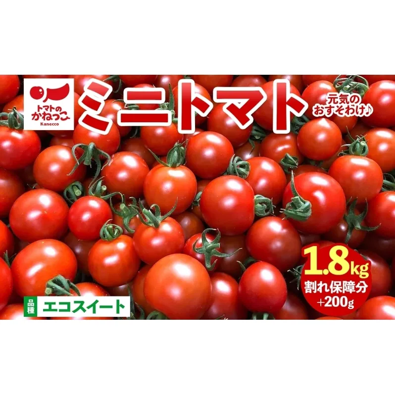 美味しさで笑おっ！トマトで笑おっ！ エコスイート 1.8kg+200g 割れ保障 トマト とまと 夏野菜 旬 完熟 甘い プチトマト 採れたて 新鮮 産地直送 お取り寄せ 濃厚 トマトのかねっこ 神奈川県 茅ケ崎市