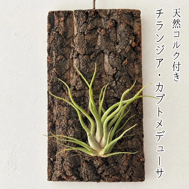 天然コルク付きチランジア・カプトメデューサ
