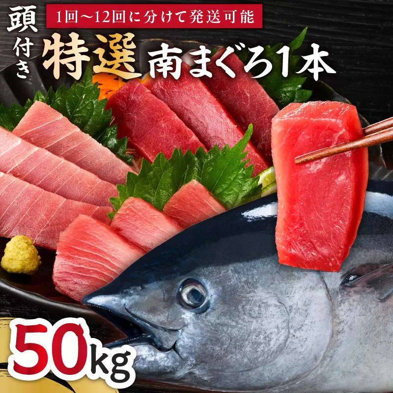 【定期便】特選寿司用南まぐろ 1本 頭付き（1〜12回配送）