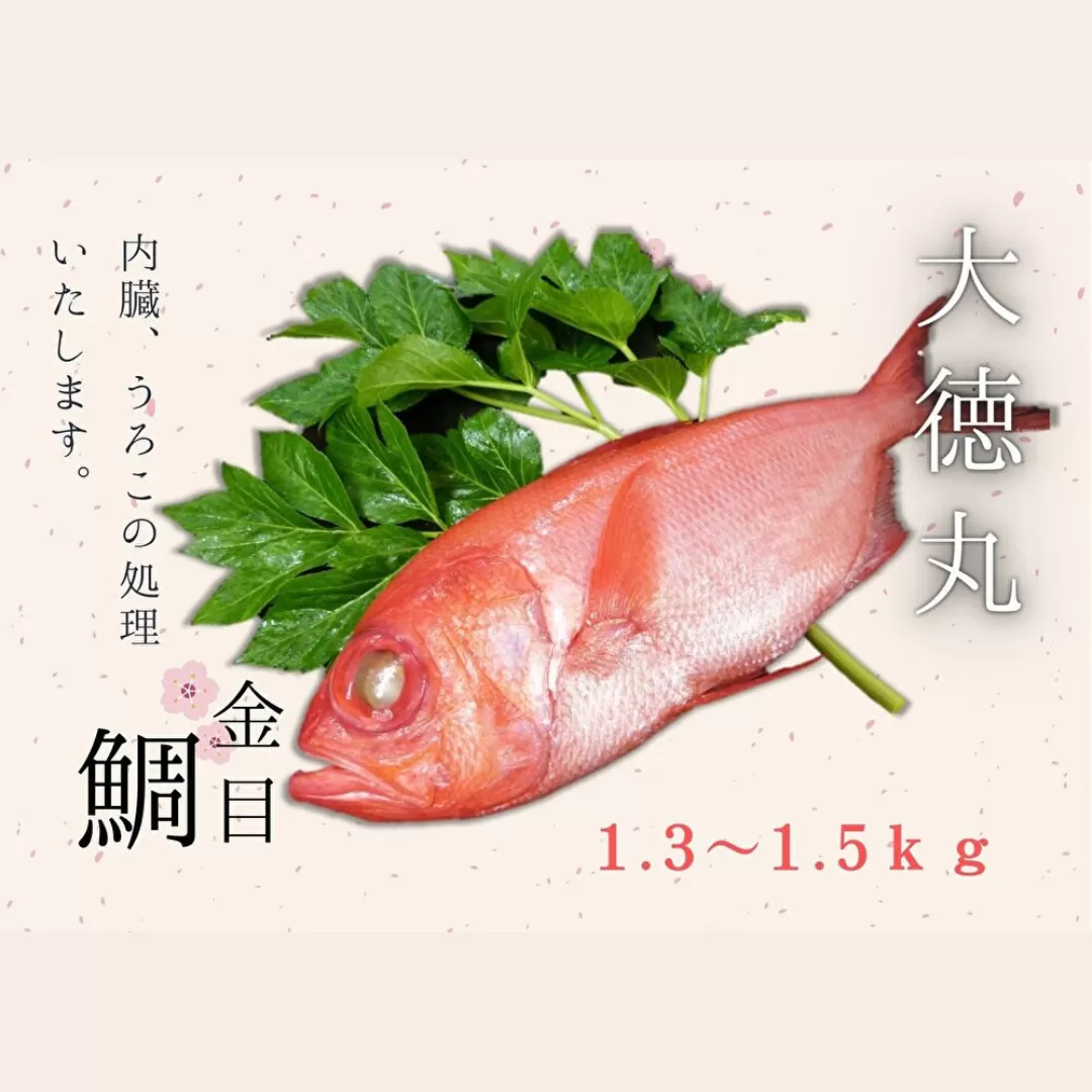脂たっぷり！【三崎水揚げ】金目鯛