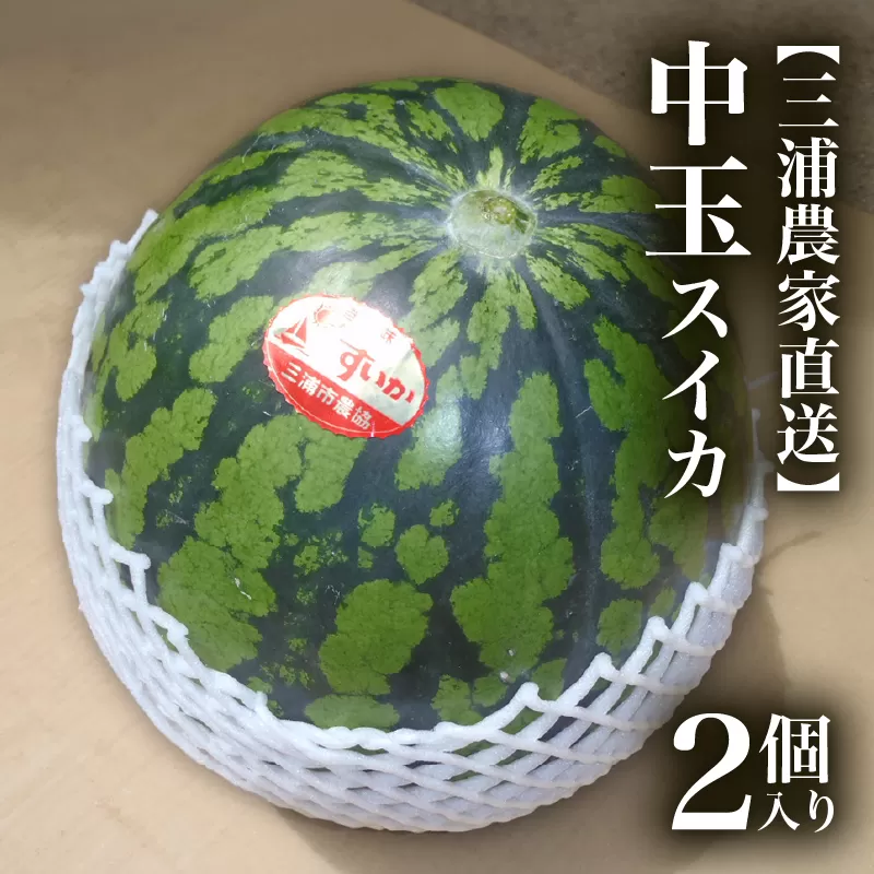 【三浦農家直送】中玉スイカ（2個入り）